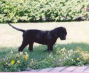 Doindogs Ai, 8 wks.jpg
